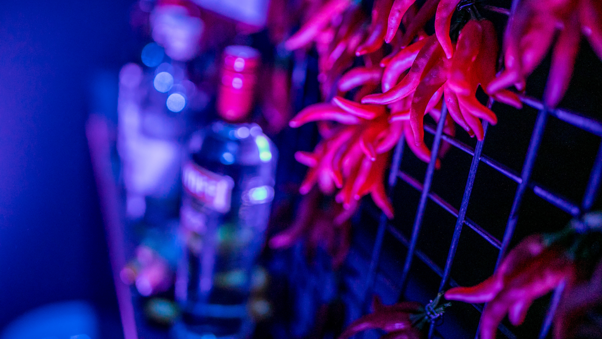 Close-up of red chili peppers and bottles on a dimly lit shelf. Battle Royal Studios