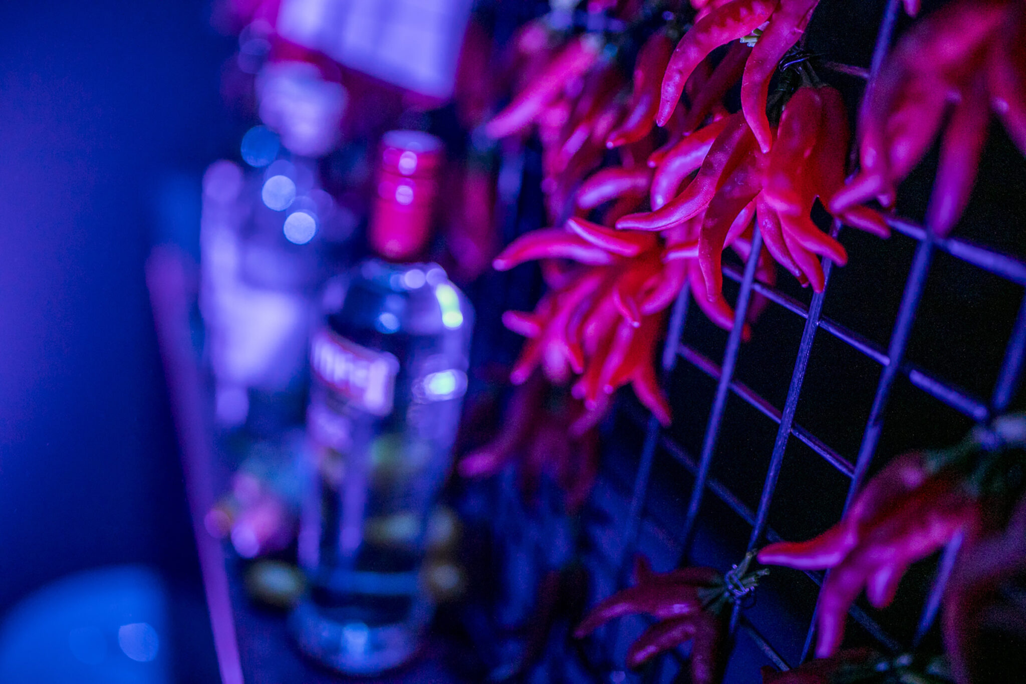 Close-up of red chili peppers and bottles on a dimly lit shelf. Battle Royal Studios