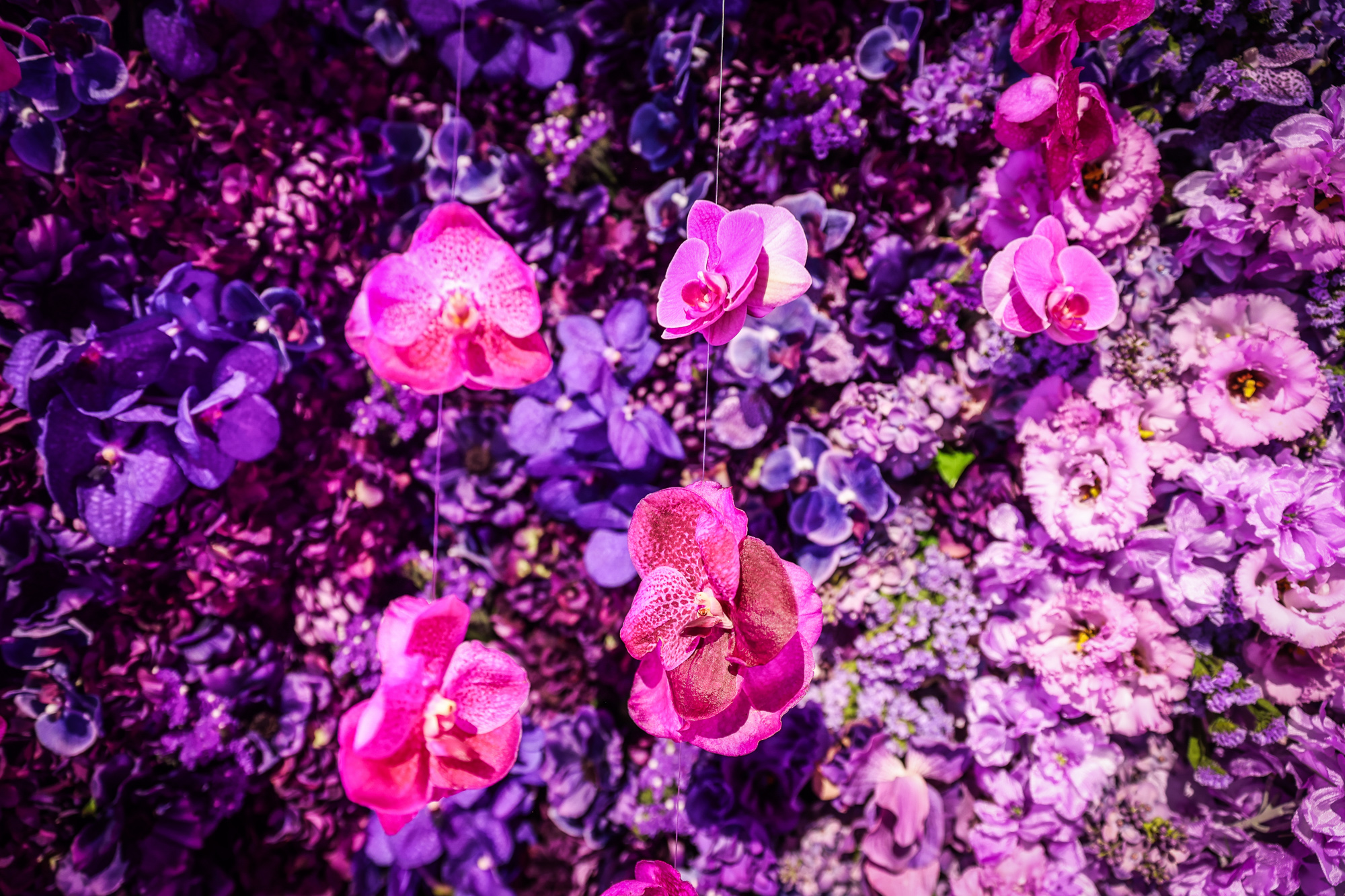 Close-up of a lush wall of purple and pink orchids and flowers under violet light.