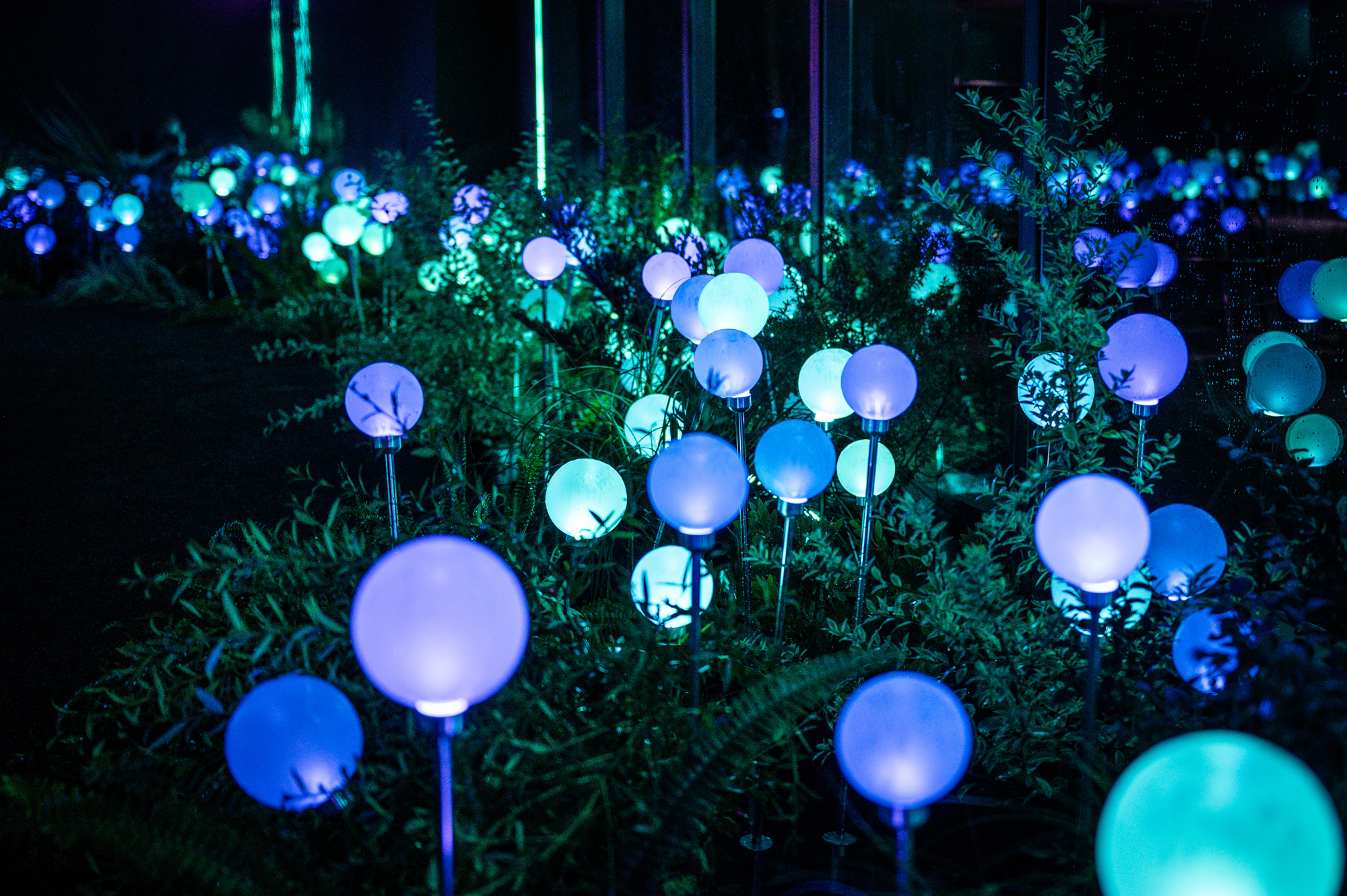 Glowing orb lights in blue, white and purple on stems among dark grass in a night garden.